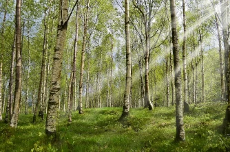 Halsschmerzen durch Allergie